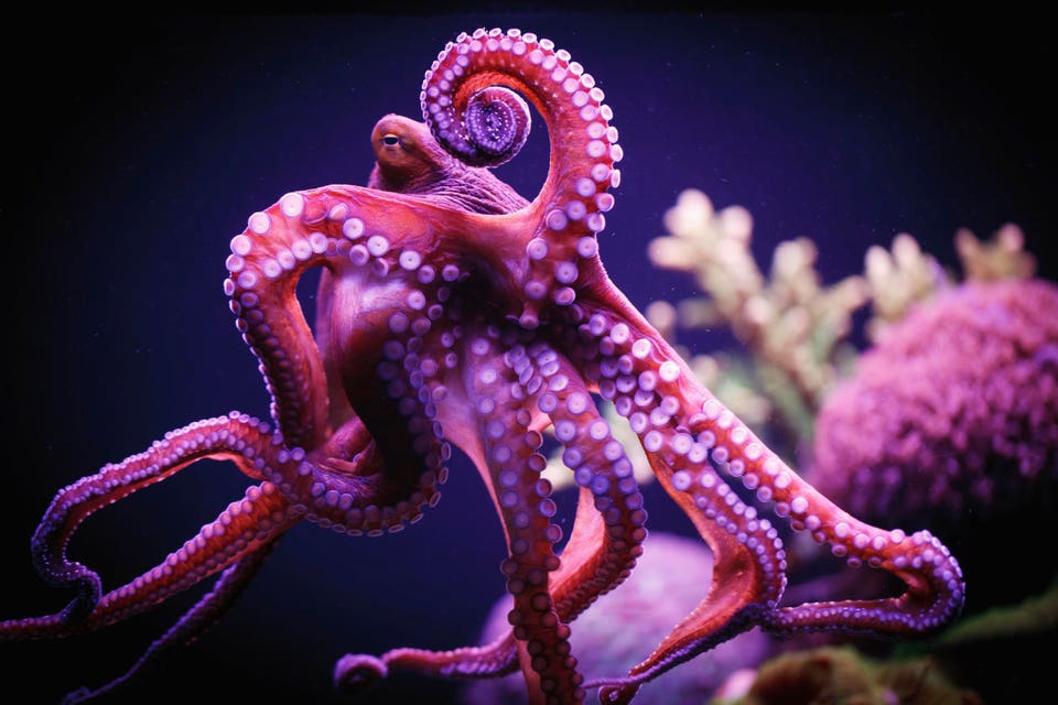 Octopus