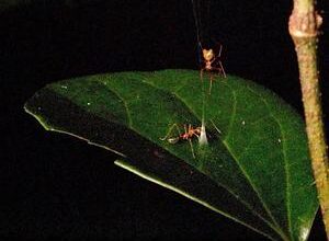 Newly described Australian ballista spider builds a spring-loaded snare to catch a single ant species