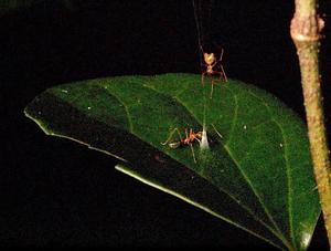Newly described Australian ballista spider builds a spring-loaded snare to catch a single ant species