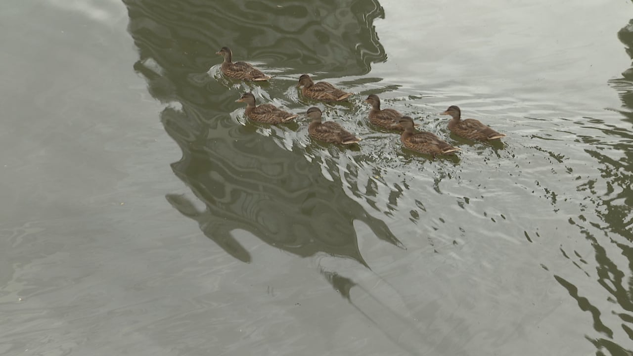 Baby ducks swimming in musky water