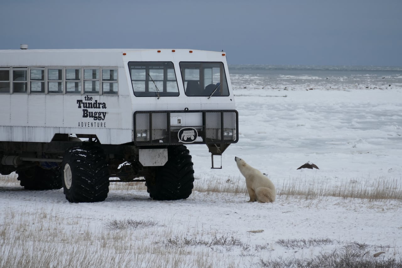 A polar bear looks up at a tundra vehicle with oversized wheels.