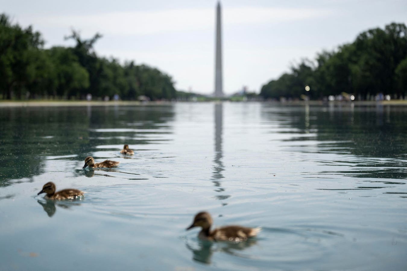 Dead Ducks Found in Reflecting Pool Prompt Investigation, Report Says