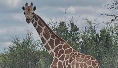 Searchers are on high alert for a missing giraffe in Texas