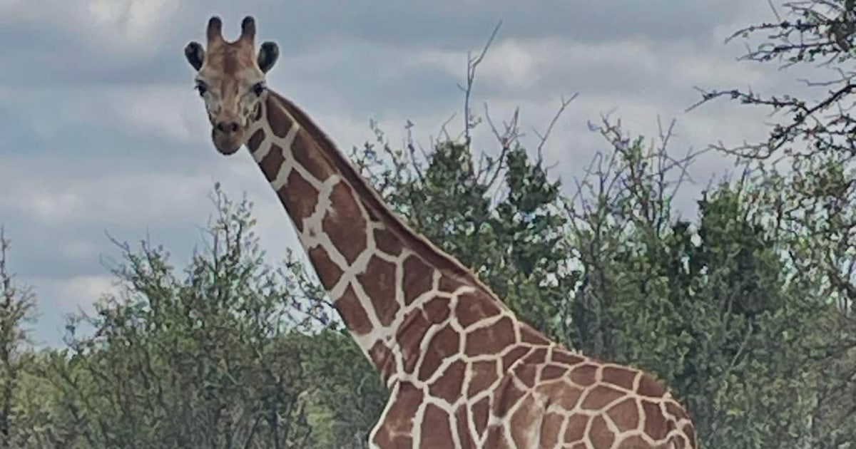 Searchers are on high alert for a missing giraffe in Texas