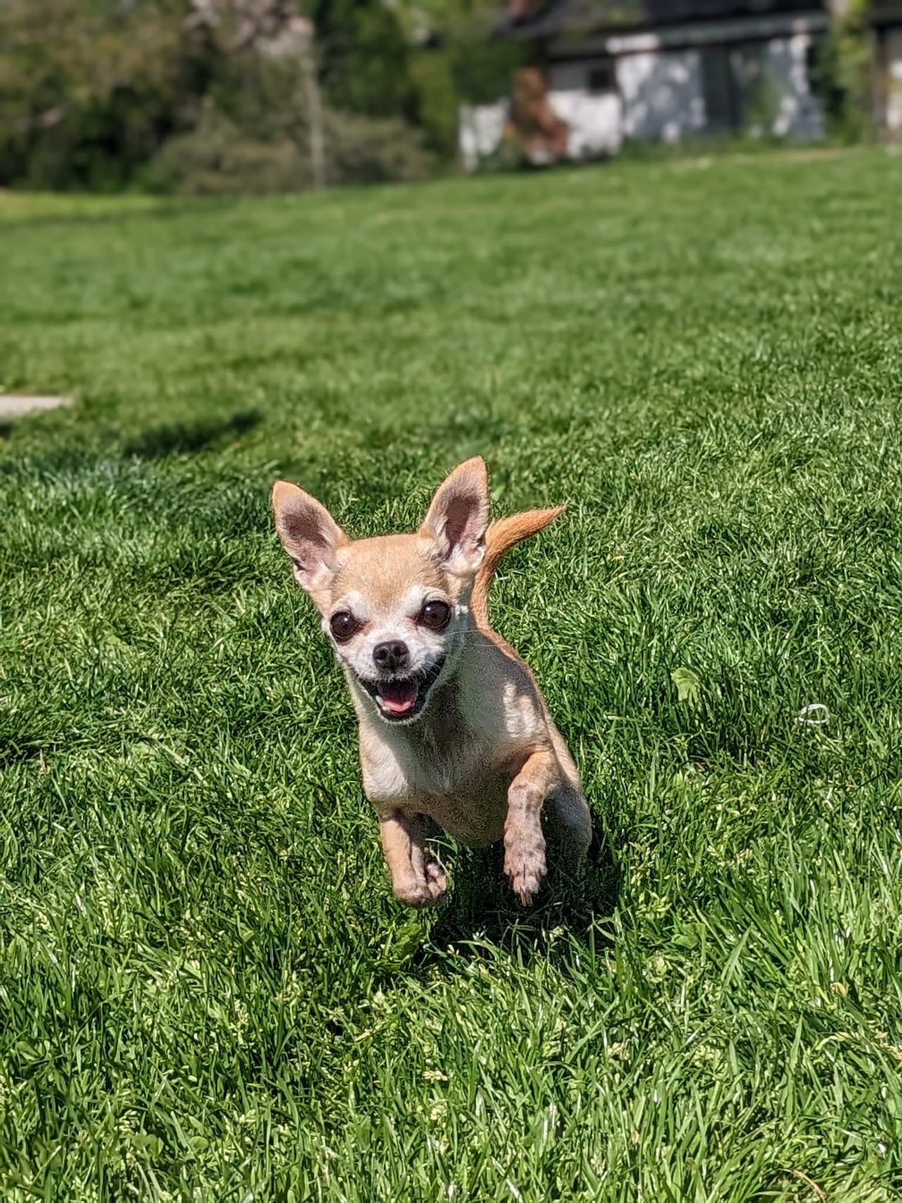 A small chihuahua is pictured running in the grass.