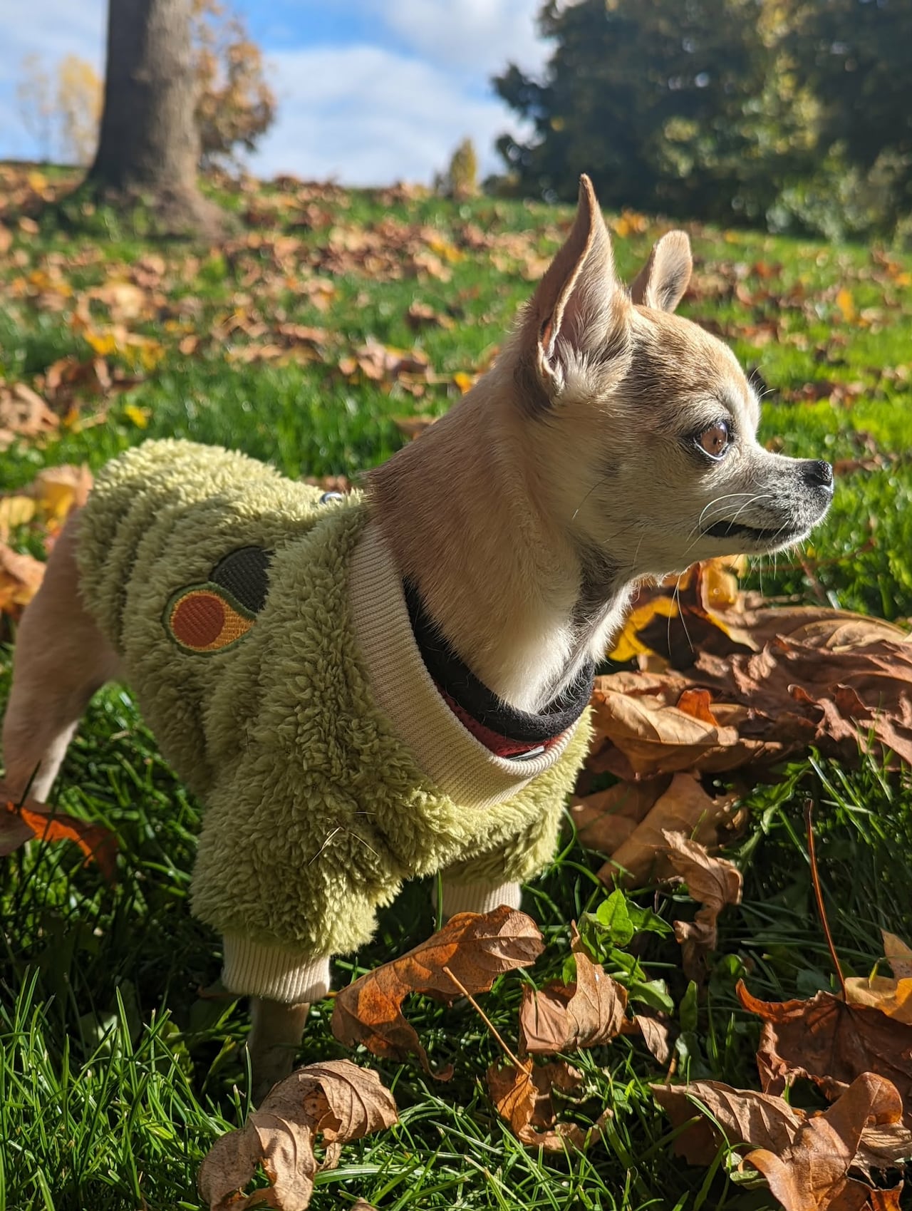 A dog is pictured standing in the grass wearing a sweater with avocados on it.