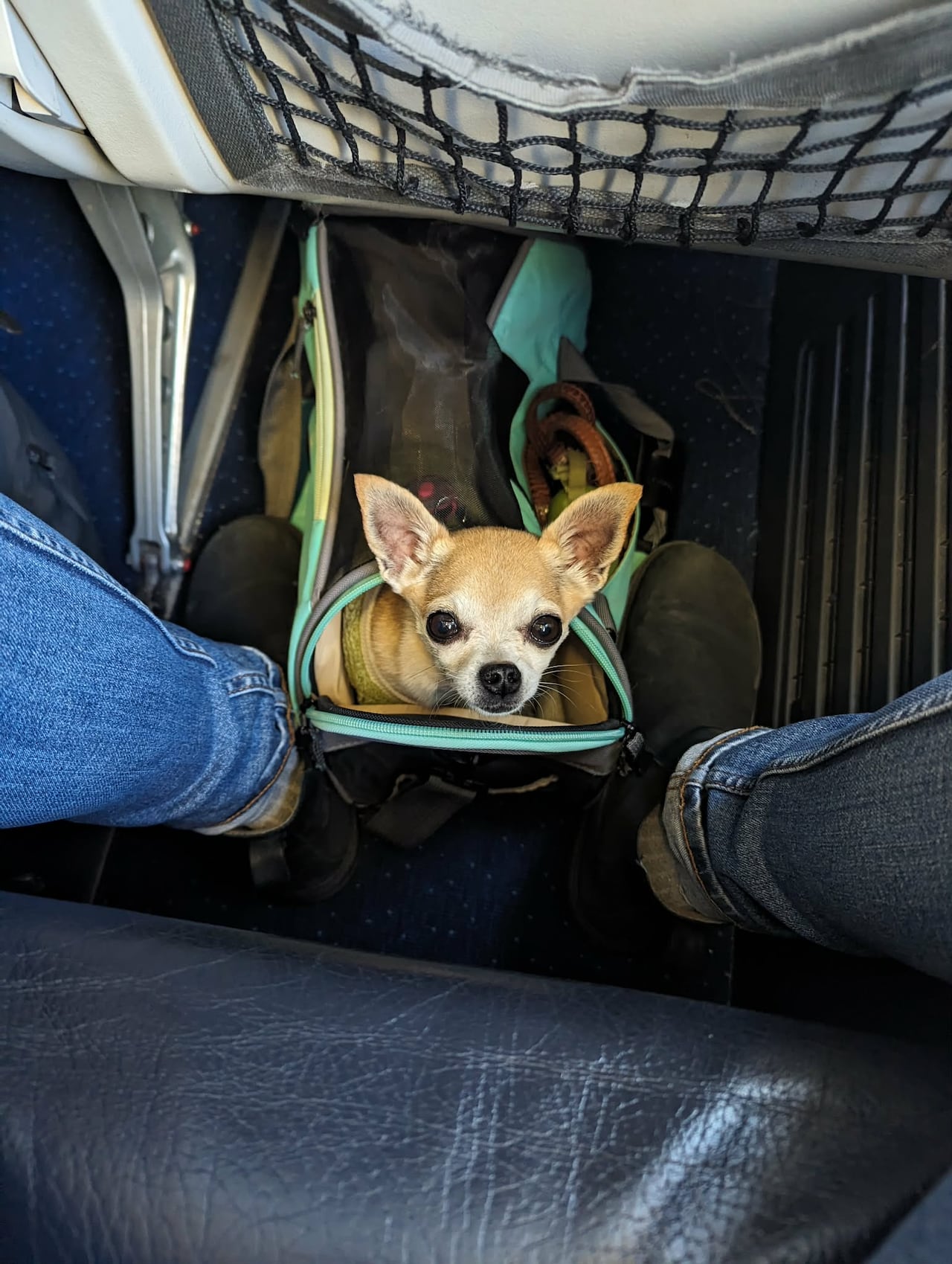 A chihuahua is pictured looking up from a pet carrier underneath an airplane seat.