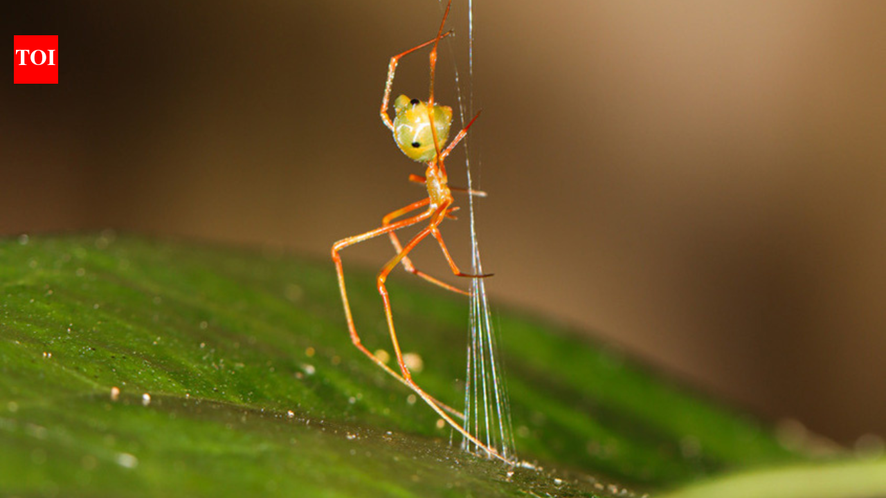 The 'ballista spider': Scientists discover a tiny spider that launches ants with 140 times the force of gravity |