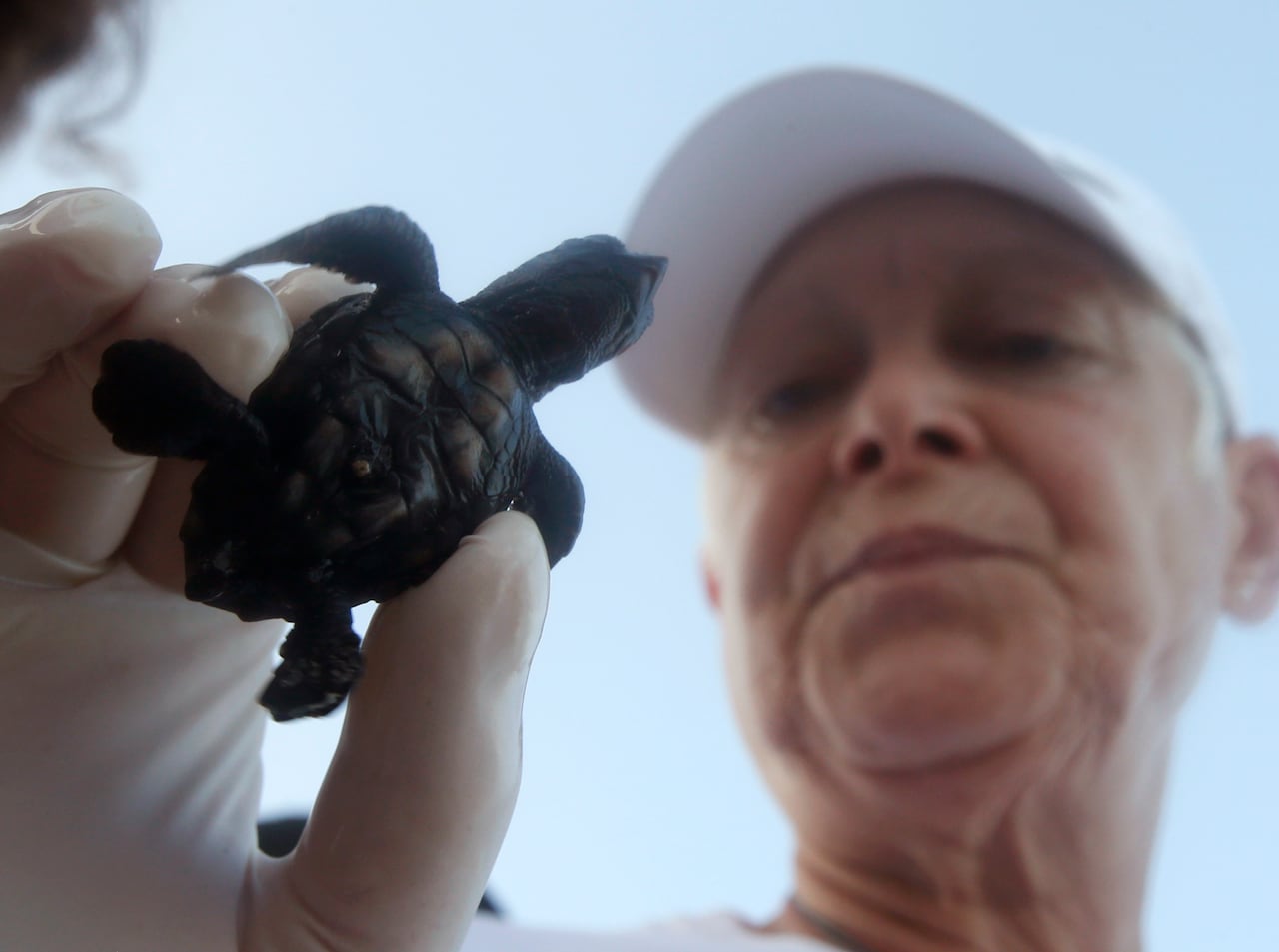 A woman in a white ball cap pictured from below holding a small baby turtle between her thumb and finger