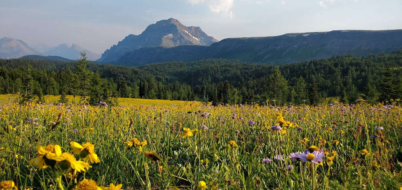Wildflowers in a mountain national park.