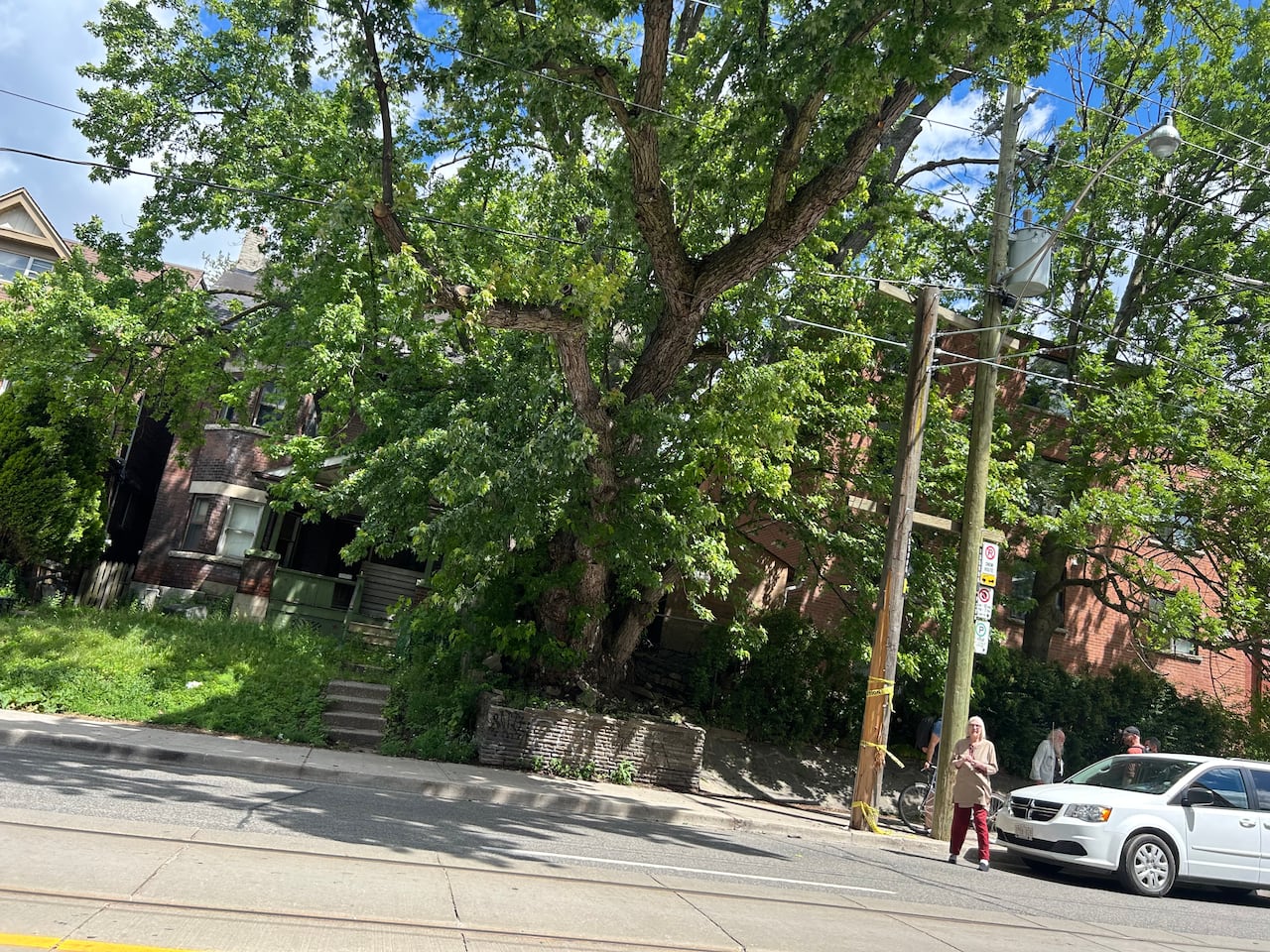 The tree may have been one of the first planted when Parkdale Village was founded in 1879, some history experts say.