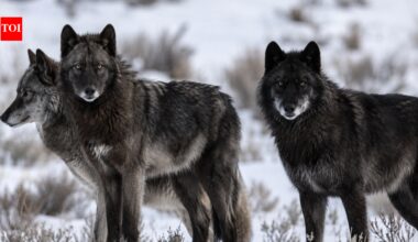 Did wolves really save Yellowstone? New research challenges one of conservation's biggest success stories |