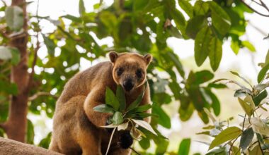 Tree-kangaroo in a tree