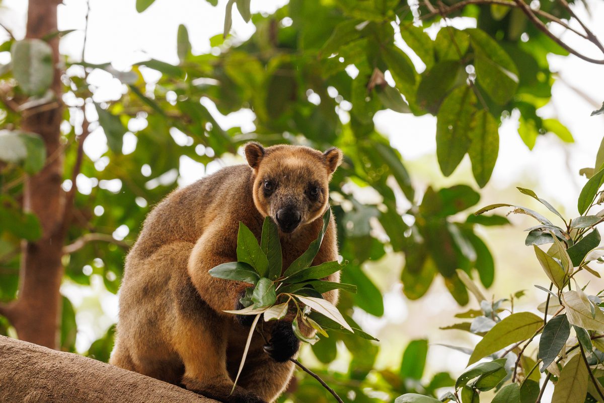 Tree-kangaroo in a tree