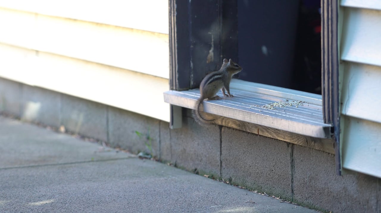 A chipmunk