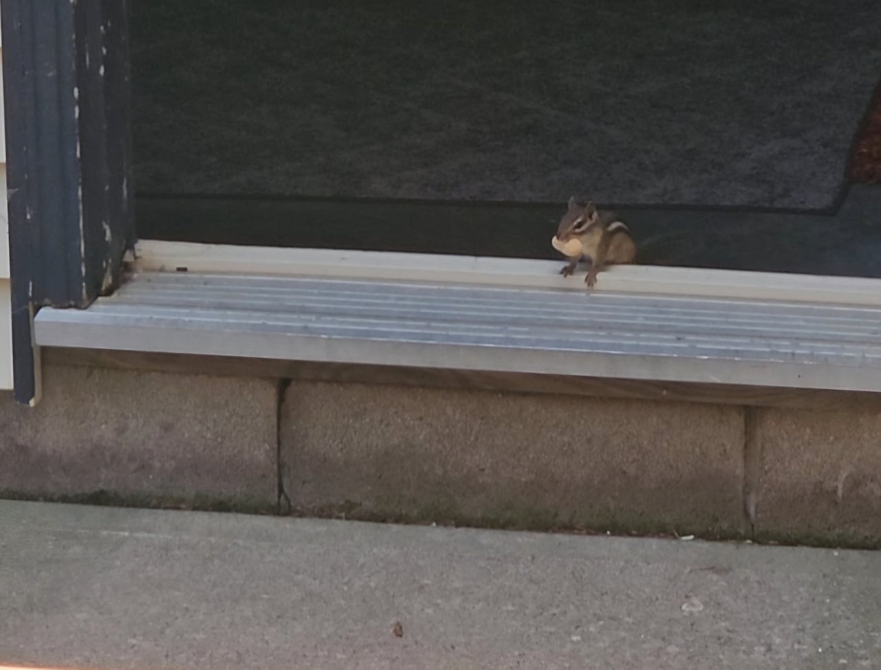 A chipmunk in South Windsor residence.