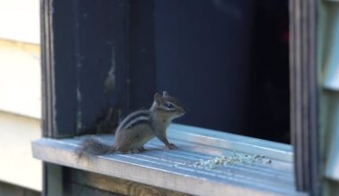 From Ojibway Park to South Windsor, chipmunks are expanding their territory