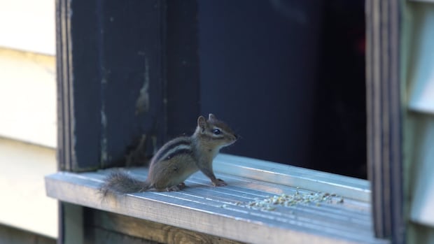 From Ojibway Park to South Windsor, chipmunks are expanding their territory