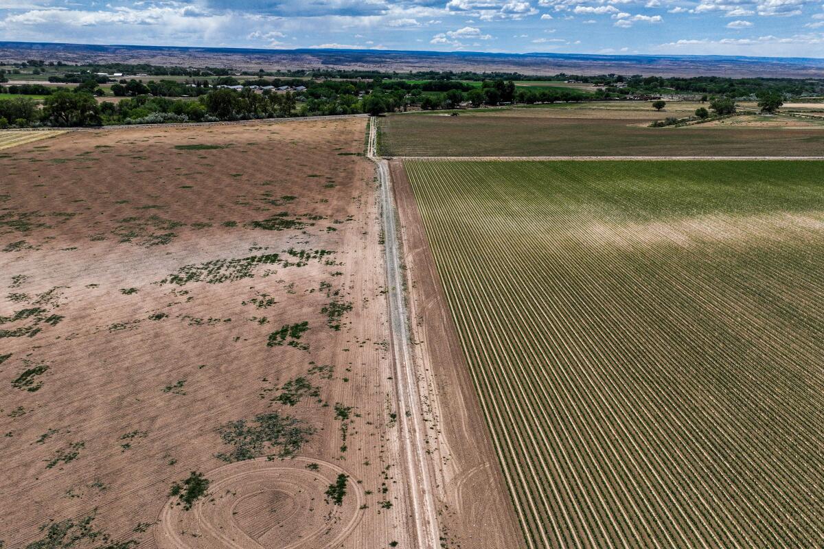 Unplanted fields