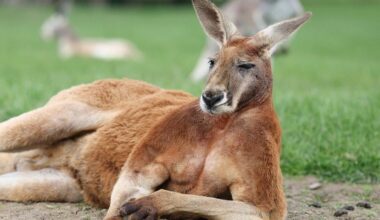 Two kangaroos throw punches like UFC fighters in Australian man's backyard in viral video