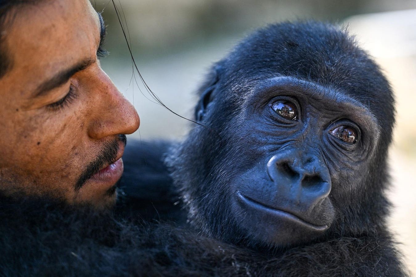 Scientists Tickled Gorillas And Found An Old Clue To How Humans Learned Speech