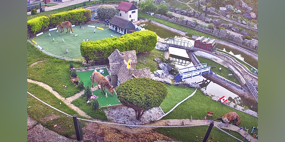 CCTV Captures Foxes Turning Model Village Into Their Personal Playground