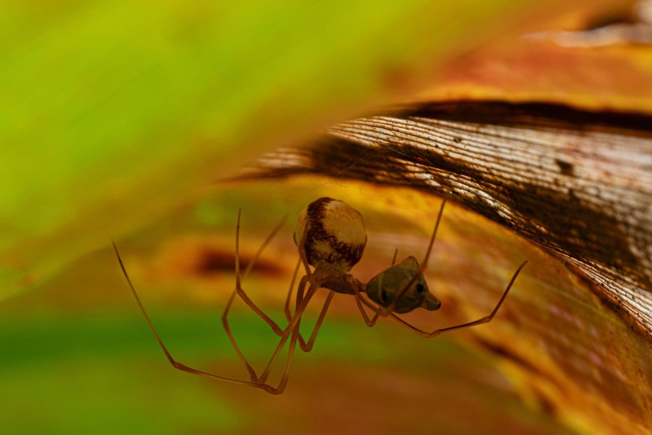 Small spider hangs upside down beneath a leaf.