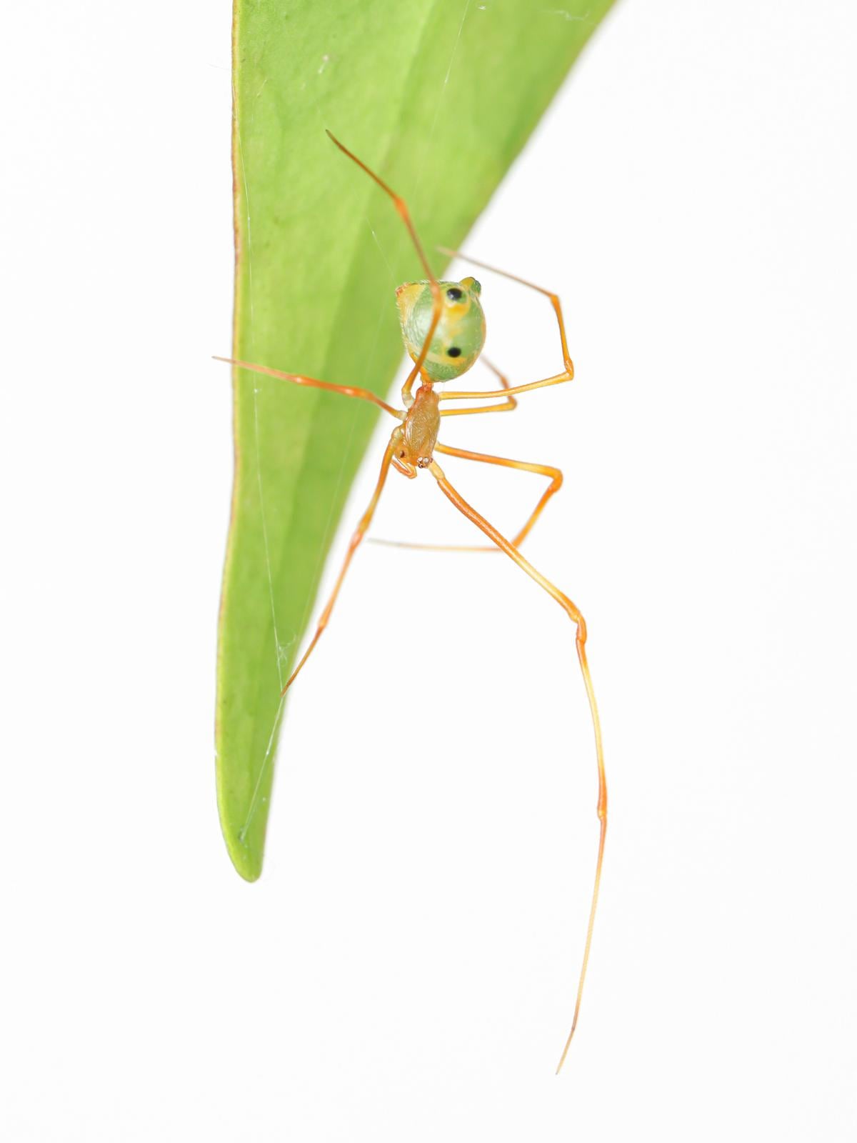 Close-up of a small spider on a leaf against a white background. Spider has yellowish brown legs and head with a larger green back.