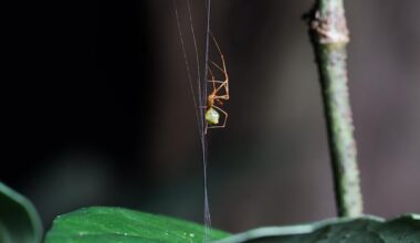 The 'ballista spider' builds a trap to catapult unsuspecting prey into its web