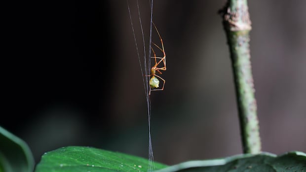 The 'ballista spider' builds a trap to catapult unsuspecting prey into its web