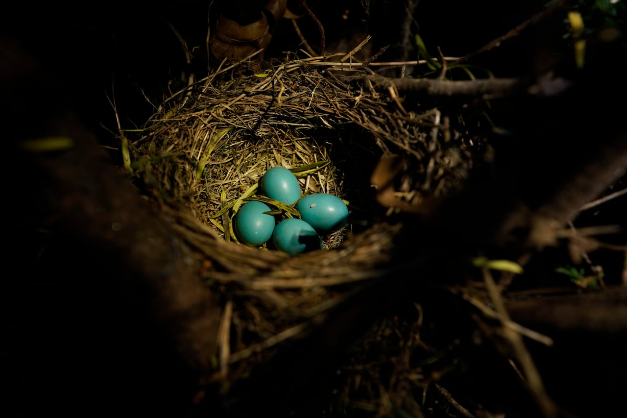 A nest holding four bright blue eggs