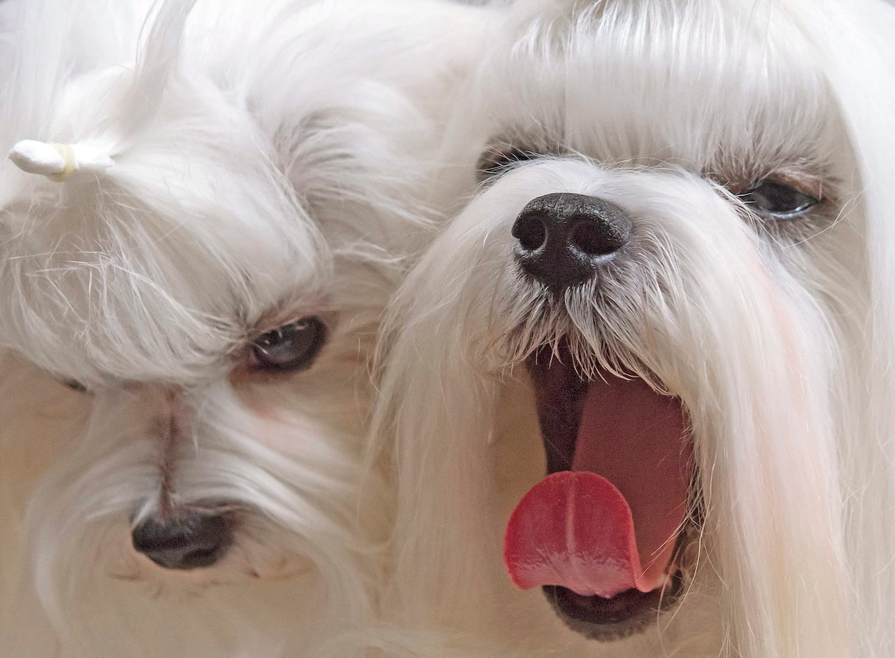 Close-up of two long-haired white dogs. One is yawning with its tongue stuck out and curling upwards.