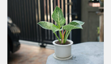 A genetic map for ornamental philodendron production