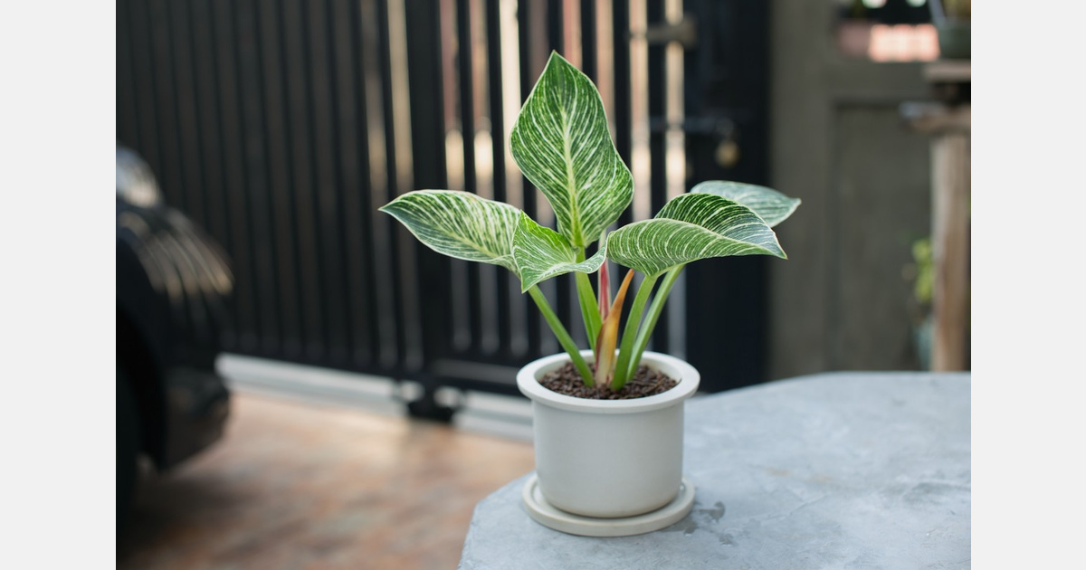A genetic map for ornamental philodendron production