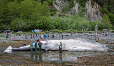 Cruise ships urged to slow down after dead pregnant whale was found on bow of Royal Caribbean vessel