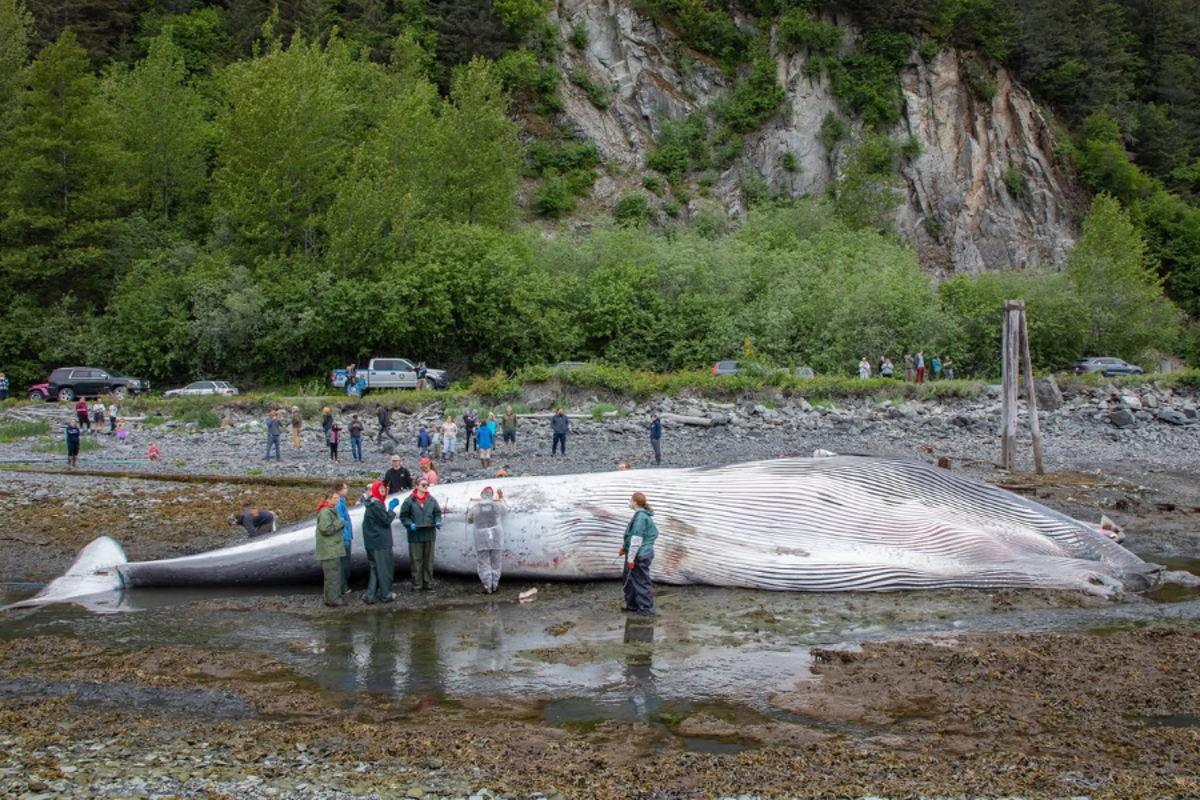 Cruise ships urged to slow down after dead pregnant whale was found on bow of Royal Caribbean vessel