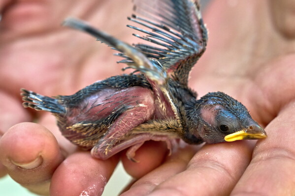 A one-week-old sparrow kitten that fled out of its nest due to the hot temperatures sits on the hand of a veterinarian in Wehrheim near Frankfurt, Germany, Friday, June 26, 2026. (AP Photo/Michael Probst)