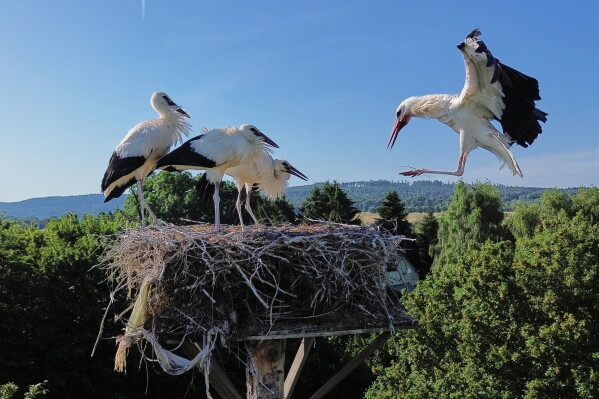 A stork approaches its nest in Wehrheim near Frankfurt, Germany, Friday, June 26, 2026. (AP Photo/Michael Probst)
