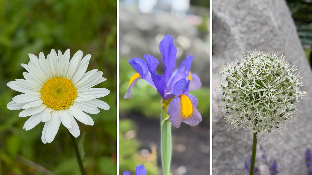 A white and yellow daisy, a purple iris, and a white bee balm.