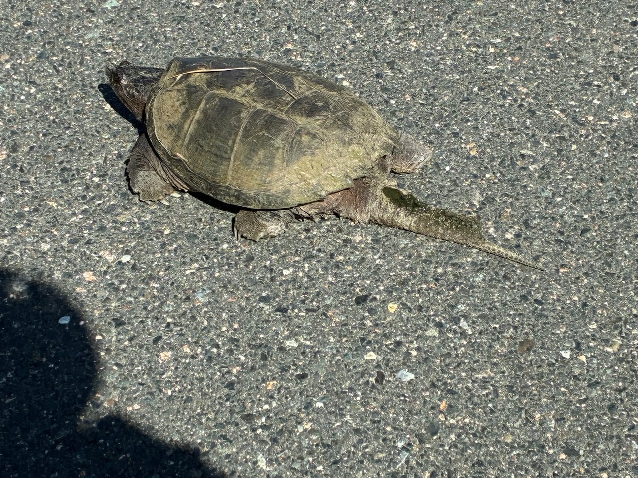 A turtle with a round shell rests on sunny pavement.
