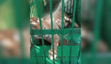 Tigress dies as tranquilisation operation goes wrong in UP; cubs missing, probe on | Bareilly News