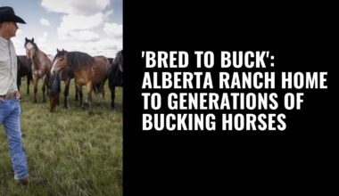 'Bred to buck': Alberta ranch home to generations of bucking horses