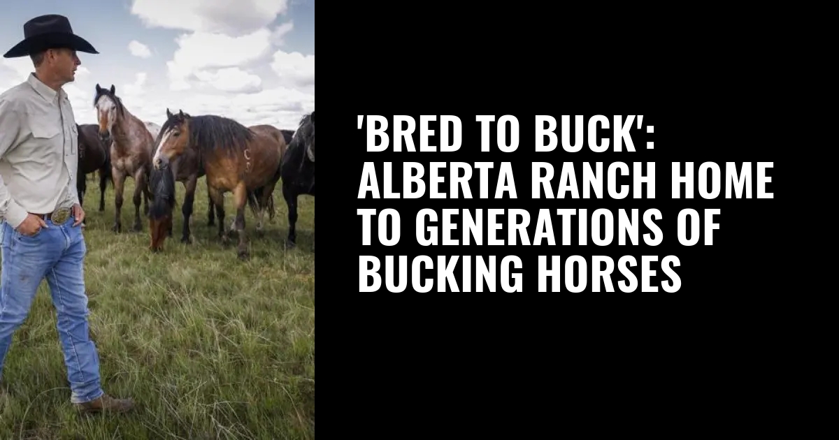 'Bred to buck': Alberta ranch home to generations of bucking horses