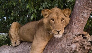 The Lion With Nine Lives: Jacob’s Story And The Making Of A Wildlife Documentary.