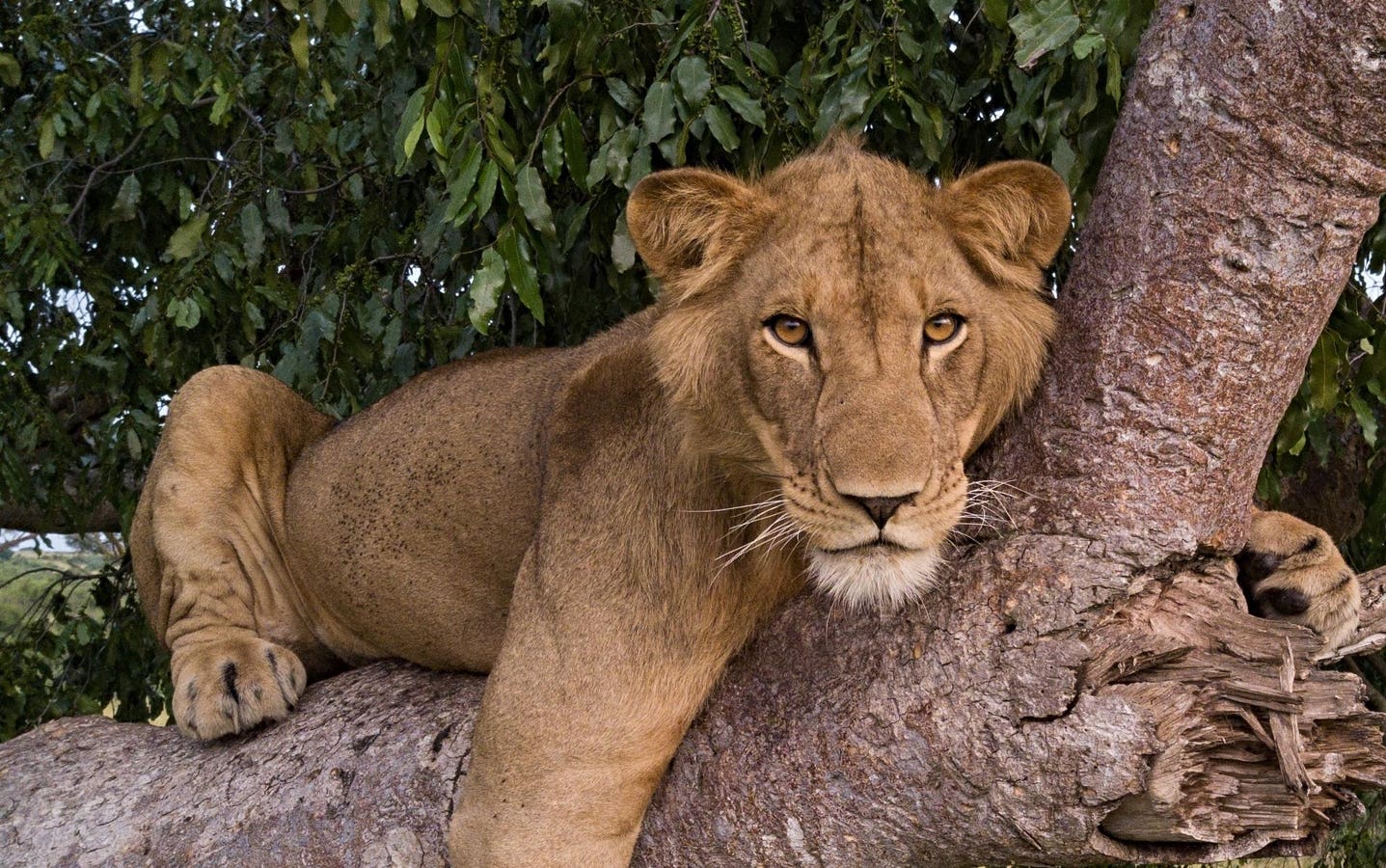 The Lion With Nine Lives: Jacob’s Story And The Making Of A Wildlife Documentary.