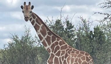 Missing Giraffe Named Gracie Is Found After Two Weeks