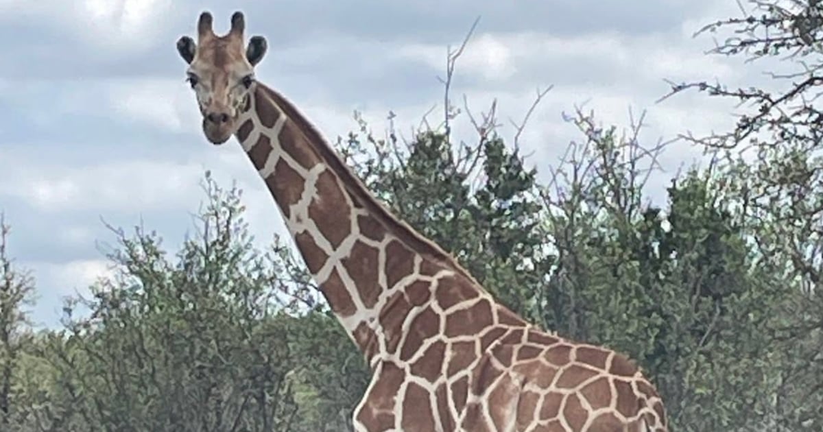 Missing Giraffe Named Gracie Is Found After Two Weeks