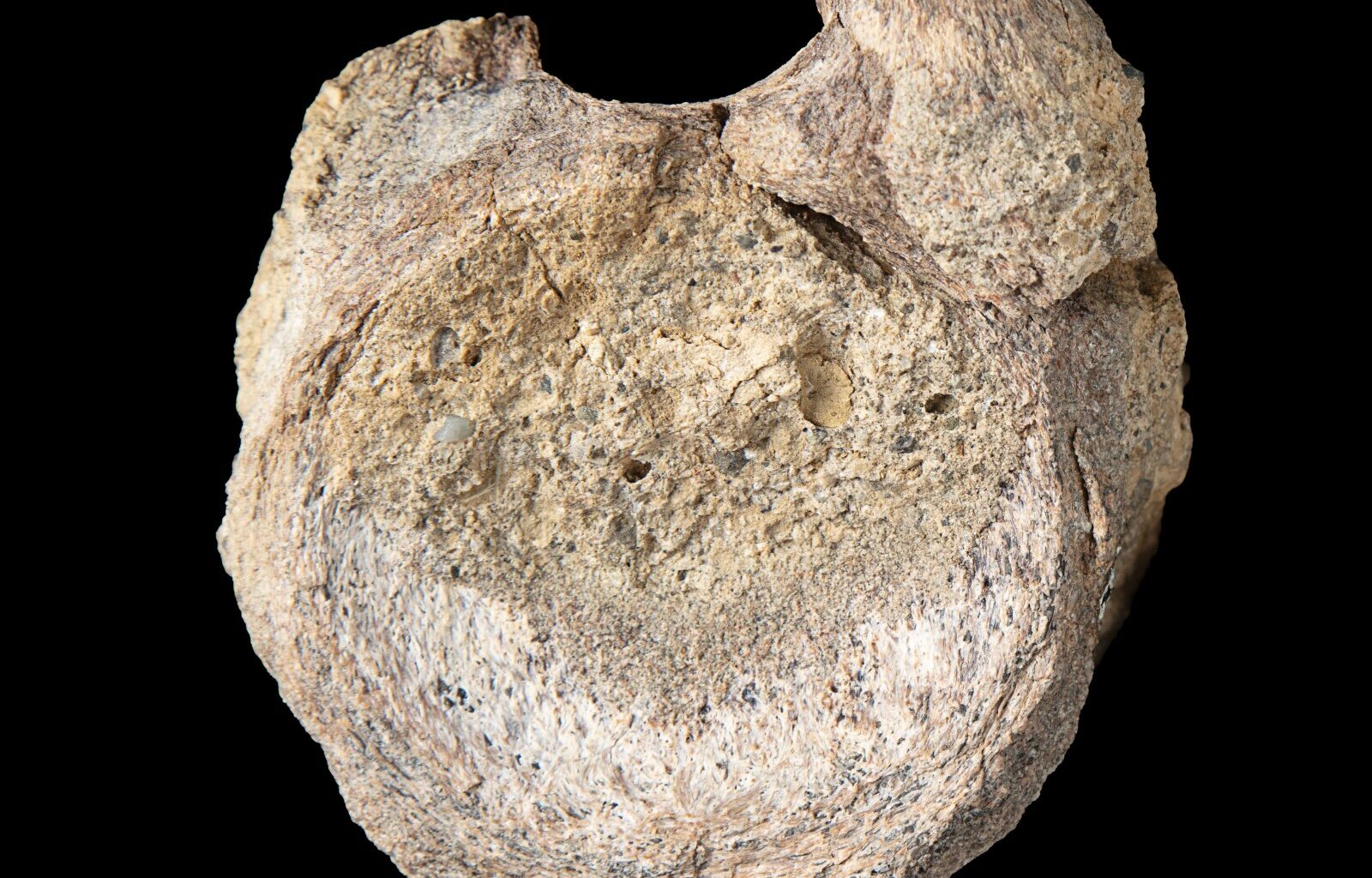 A rare dinosaur fossil from Antarctica is found tucked away in a drawer – Winnipeg Free Press