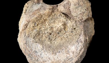 A rare dinosaur fossil from Antarctica is found tucked away in a drawer – Winnipeg Free Press
