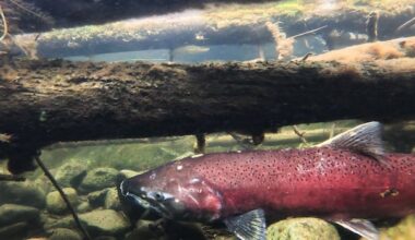 Alaskan frustration grows over trawling during the Yukon River salmon moratorium